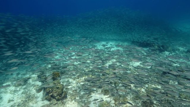 Bait ball in coral reef of Caribbean Sea at scuba dive around Curacao /Dutch Antilles
