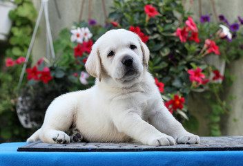 sweet little labrador puppy on a blue background