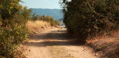 Road in to the mountains