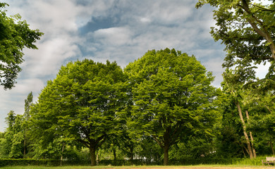 Trees in park