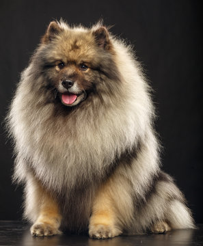 Keeshond dog on Isolated Black Background in studio