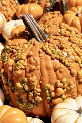 Pumpkins with warts in a pile