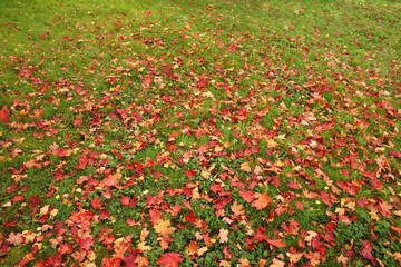 Huge meadow with autumn leaves