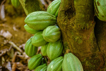 cocoa green