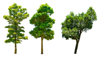 The Isolate  of trees . collection of trees . trees from thailand.
