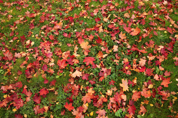 Autumn maple and birch leaves on green grass