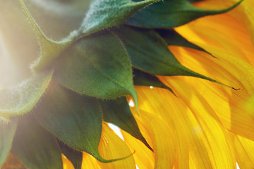 Fototapeta na wymiar Petals of a sunflower from behind illuminated by sun backlight