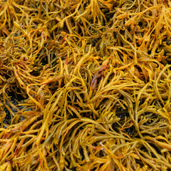 Channelled Wrack Seaweed 