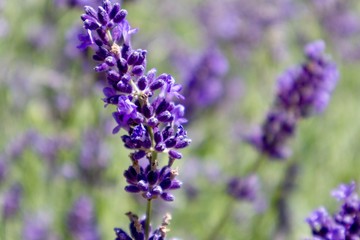 Lavender flowers close up