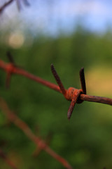 Rusty barbed wire
