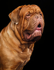 Bordeaux dog, the dog on Isolated Black Background in studio
