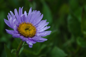 Obraz premium Aster drops