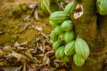Green cocoa Brazil