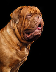 Bordeaux dog, the dog on Isolated Black Background in studio