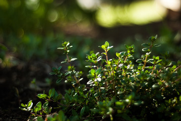 Creeping Thyme Plant