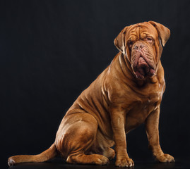 Bordeaux dog, the dog on Isolated Black Background in studio