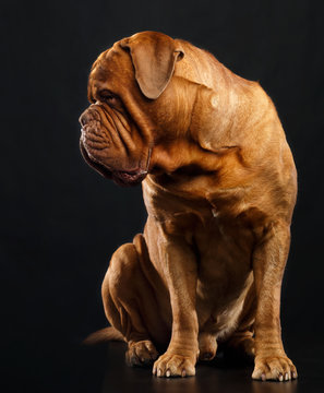Bordeaux dog, the dog on Isolated Black Background in studio