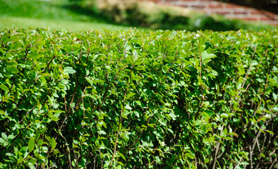 Segment of neatly trimmed green fence from a short distance
