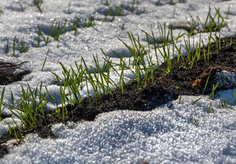 Wheat in the spring. Green sprouts. Agricultural. Harvest. South of Russia.