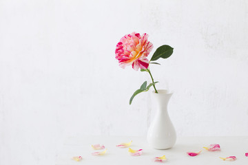 roses oin vase on white background