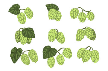 Hand drawn vector set of green hop cones branches with leaves. Brewing industry. Natural element. Design for product label, packing emblem or promo flyer