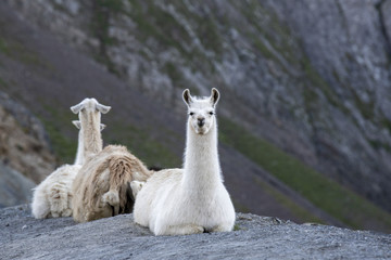 Obraz premium A herd of Llamas on the famous tour de France site, Col du Tourmalet , escaped from a camping site where they were used as lawnmowers in 2015