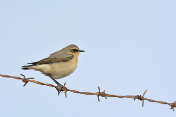 Northern Wheatear or Wheatear - Oenanthe oenanthe, Crete	