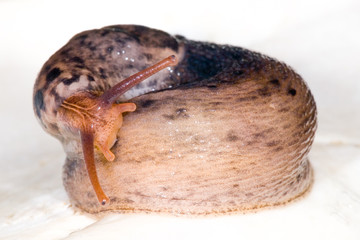 a brown coiled snail isolated on a white background