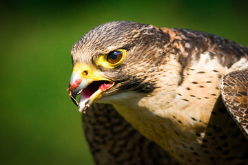 fclose up of a  falcon eating meat.