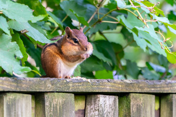 Chipmunk Eating with big cheeks on a Fence