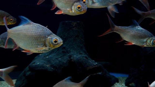 Beautiful fish in the aquarium on decoration  of aquatic plants background. A colorful  fish in fish tank.