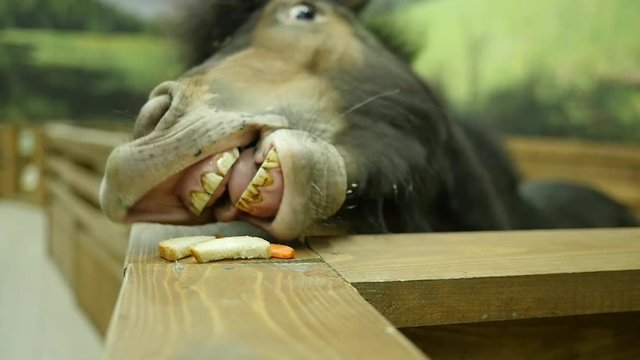 Closeup slow motion horse teeth and mouth eating food