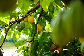 Cocoa tree