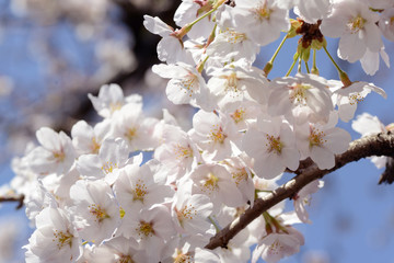 桜