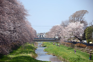 桜
