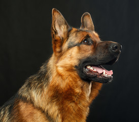 German Shepherd Dog  Isolated  on Black Background in studio