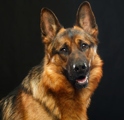 German Shepherd Dog  Isolated  on Black Background in studio