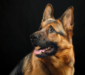 German Shepherd Dog  Isolated  on Black Background in studio