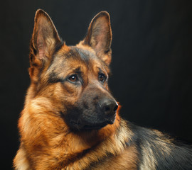 German Shepherd Dog  Isolated  on Black Background in studio