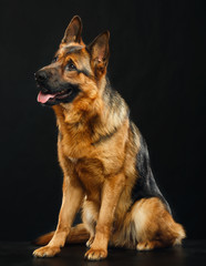 German Shepherd Dog  Isolated  on Black Background in studio