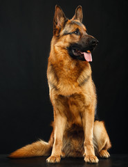 German Shepherd Dog  Isolated  on Black Background in studio