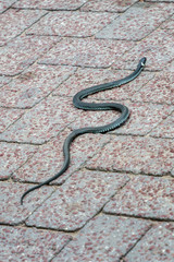 On a sunny day in the sun, a snake is crawling