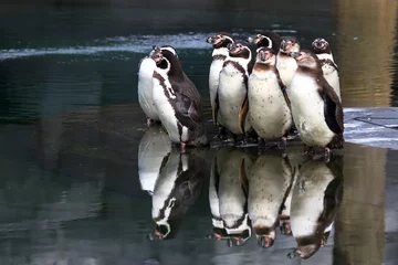 Poster Group of funny Magellanic penguins (Spheniscus magellanicus)   © dennisvdwater
