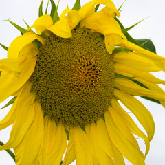 Yellow sunflower close-up. Suflower blossom.