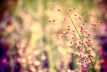 pink grass flower with colorful bokeh  abstract spring,summer ,autumn background