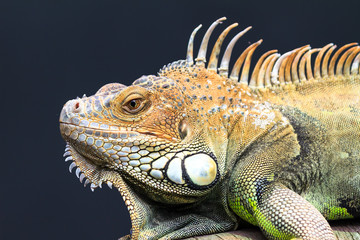 Close up portrait of the green iguana (Iguana iguana), also known as common iguana or American iguana