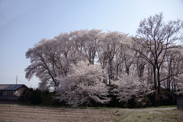 桜