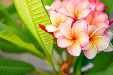 Plumeria spp frangipani flowers white pink and yellow color With the sunlight.