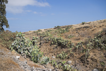 Arid hills with opuntia plants.