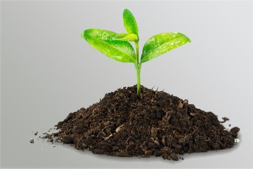 A newly planted plant